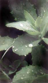rain kiss